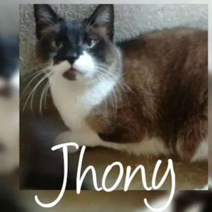 Gato raça SRD idade 2 anos nome Gangue Fofura