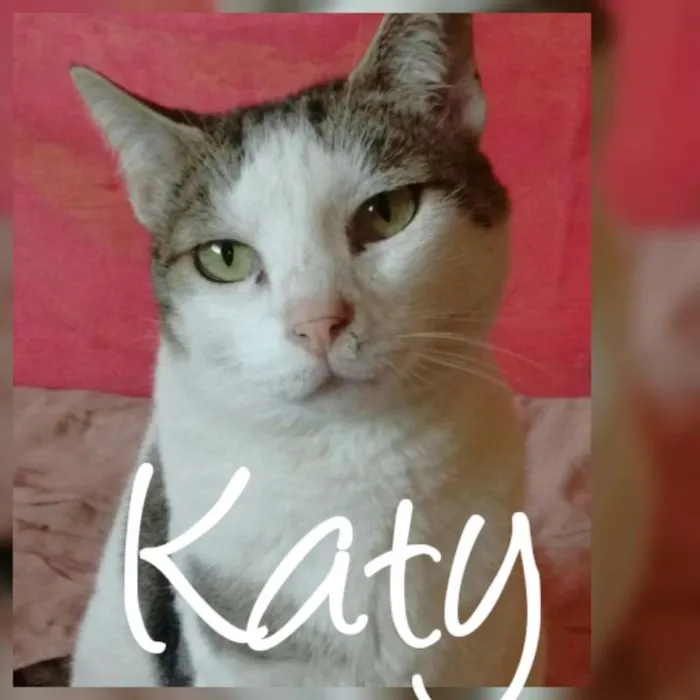 Gato ra a SRD idade 2 anos nome Gangue Fofura