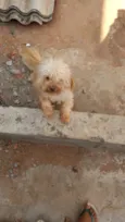 Bob