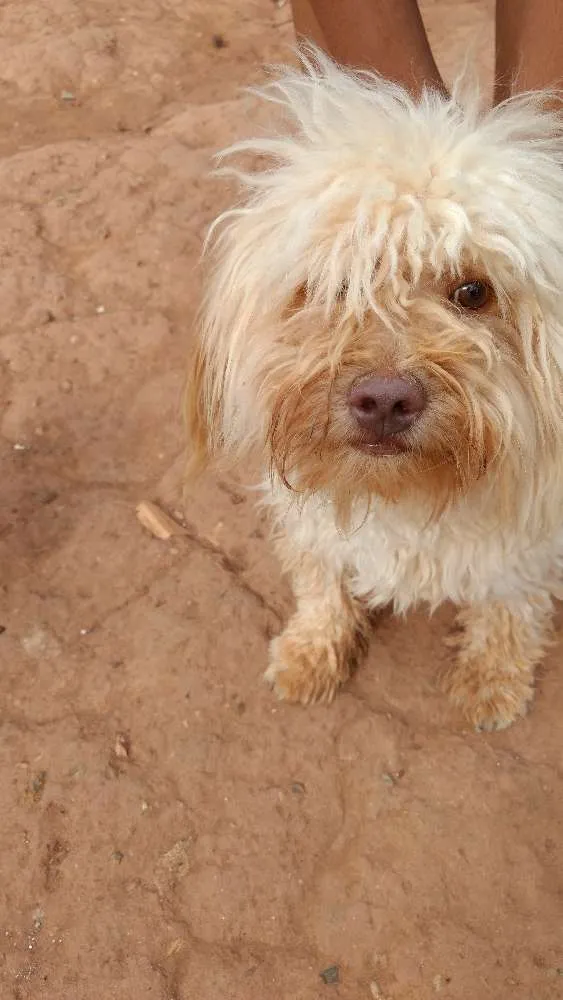 Cachorro raça Poodle idade 7 a 11 meses nome Bob