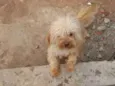 Bob