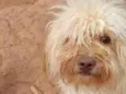 Bob