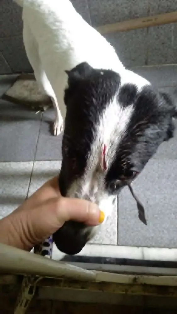 Cachorro ra a Mestiço  idade 2 a 6 meses nome Batmam