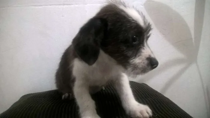 Cachorro raça Mestiça de Poodle idade 7 a 11 meses nome Kohana