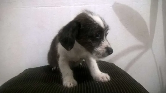 Cachorro raça Mestiça de Poodle idade 7 a 11 meses nome Kohana