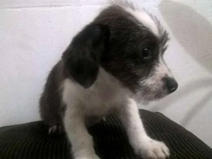 Cachorro raça Mestiça de Poodle idade 7 a 11 meses nome Kohana
