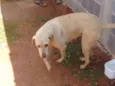 Cachorro raça lavrador  idade  nome THOR e BOB