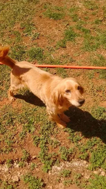 Cachorro raça lavrador  idade  nome THOR e BOB