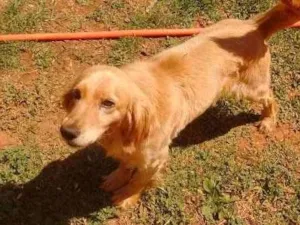 Cachorro raça lavrador  idade  nome THOR e BOB