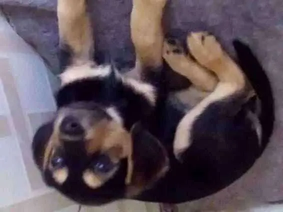 Cachorro ra a Não definida idade 2 a 6 meses nome Pérola
