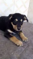 Pretinha