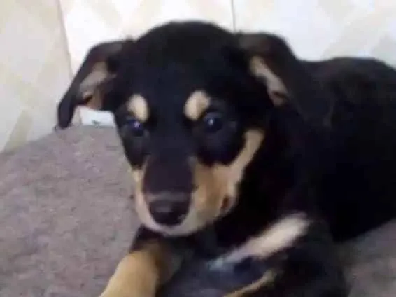 Cachorro ra a Não definida idade 2 a 6 meses nome Pretinha