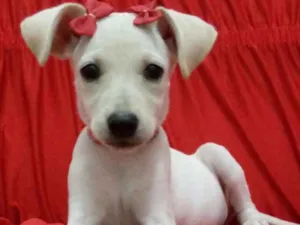 Cachorro raça SRD idade 2 a 6 meses nome Jujuba