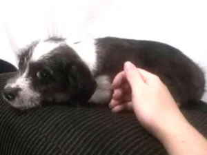 Cachorro raça Mestiça de Poodle idade 7 a 11 meses nome Kohana