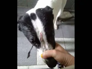 Cachorro raça Mestiço  idade 2 a 6 meses nome Batmam