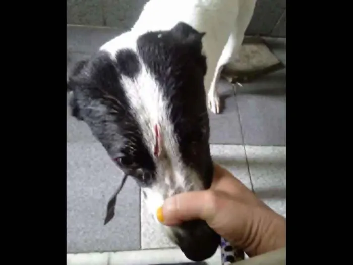 Cachorro ra a Mestiço  idade 2 a 6 meses nome Batmam