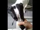 Cachorro raça Mestiço  idade 2 a 6 meses nome Batmam