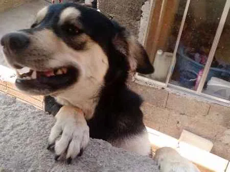 Cachorro raça Vira lata misturado  idade Abaixo de 2 meses nome Malu