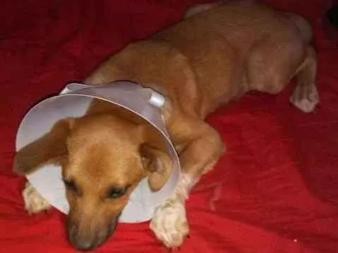 Cachorro ra a Mestiço fila idade 2 a 6 meses nome Lup