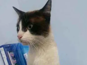 Gato raça SRD idade 1 ano nome Gatinho Abandonado