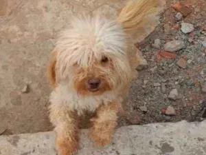Cachorro raça Poodle idade 7 a 11 meses nome Bob