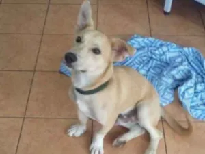Cachorro raça Vira lata idade 1 ano nome Spike