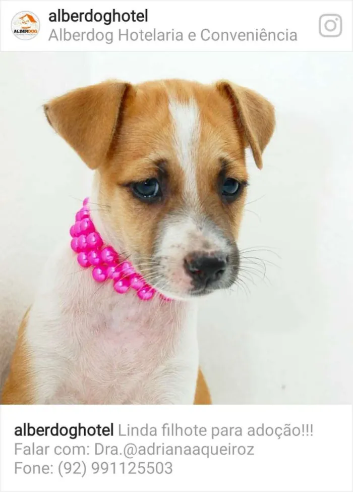 Cachorro raça Vira lata idade 2 a 6 meses nome Diana