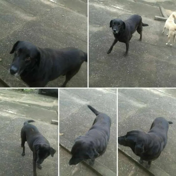 Cachorro ra a Mestiça de labrador  idade 6 ou mais anos nome Mel