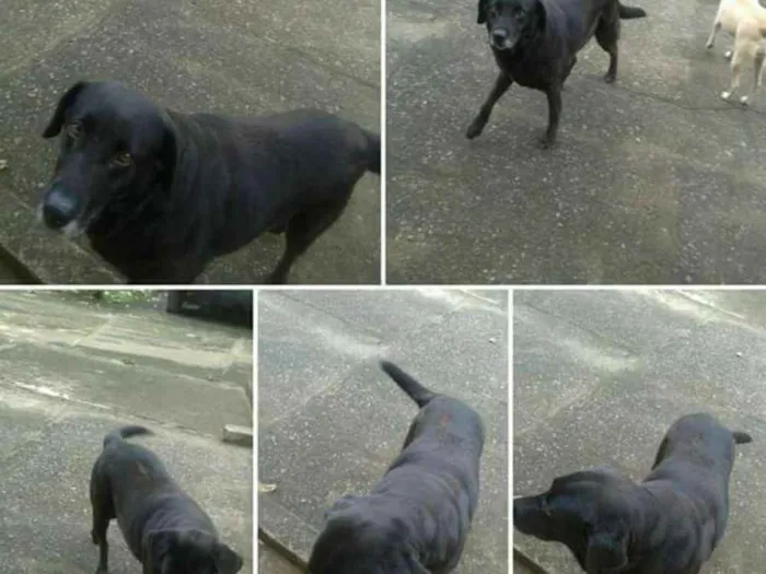 Cachorro ra a Mestiça de labrador  idade 6 ou mais anos nome Mel