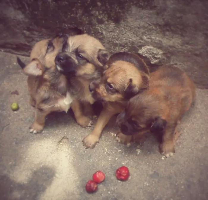 Cachorro ra a  idade Abaixo de 2 meses nome Filhotes 