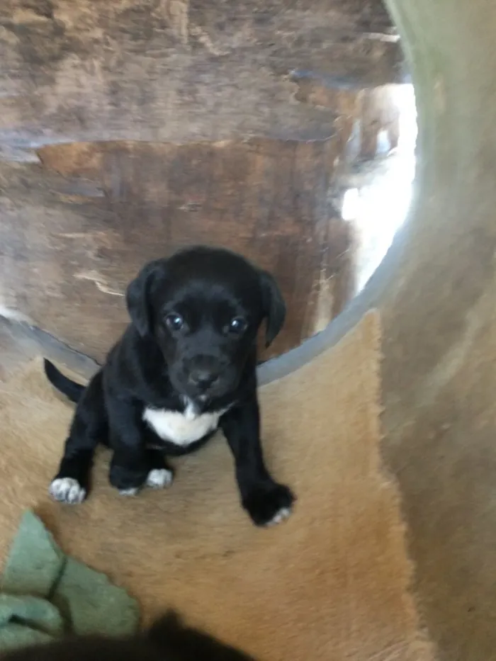 Cachorro ra a Sem raça definida  idade Abaixo de 2 meses nome Kiwi e Jade