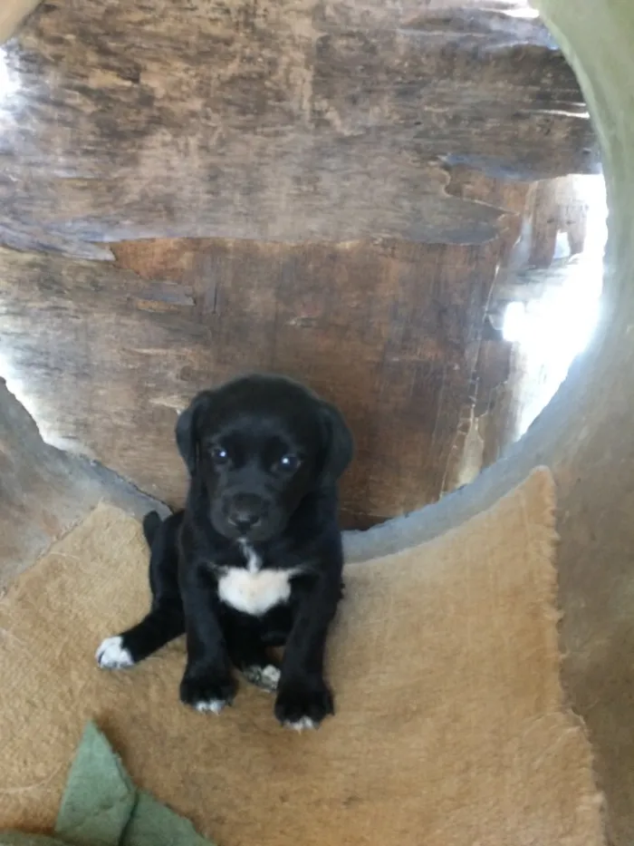 Cachorro ra a Sem raça definida  idade Abaixo de 2 meses nome Kiwi e Jade
