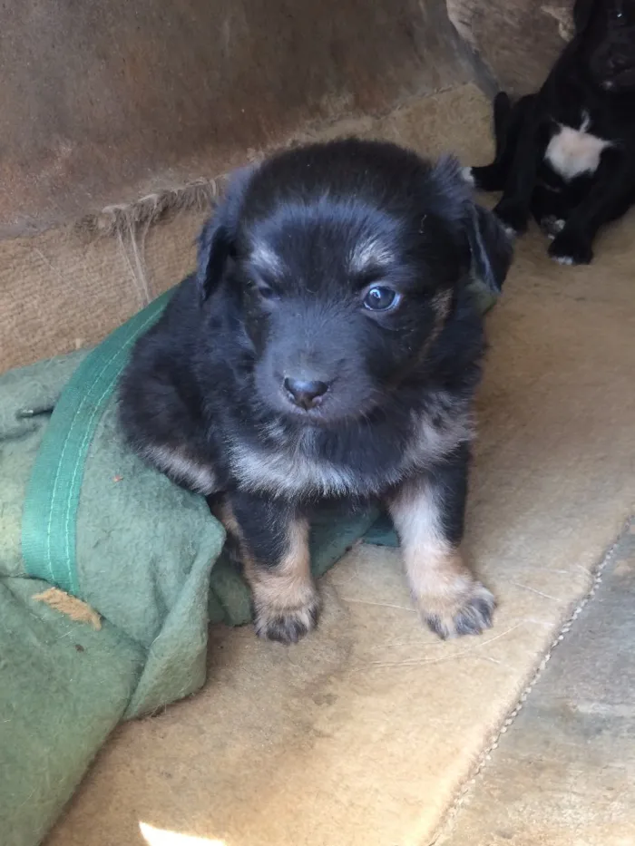 Cachorro ra a Sem raça definida  idade Abaixo de 2 meses nome Kiwi e Jade