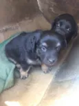 Kiwi e Jade