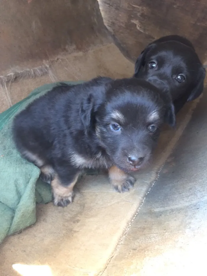 Cachorro ra a Sem raça definida  idade Abaixo de 2 meses nome Kiwi e Jade