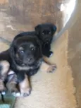 Kiwi e Jade