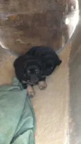 Kiwi e Jade