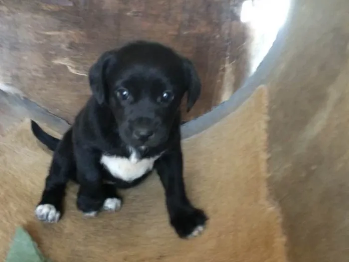 Cachorro ra a Sem raça definida  idade Abaixo de 2 meses nome Kiwi e Jade
