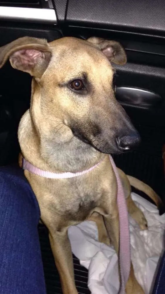Cachorro ra a Srd idade 7 a 11 meses nome Ceu