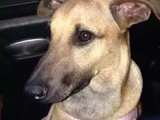 Cachorro ra a Srd idade 7 a 11 meses nome Ceu