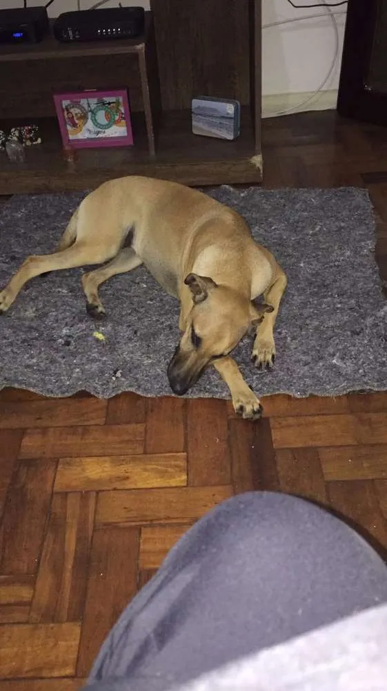 Cachorro ra a Srd idade 7 a 11 meses nome Ceu
