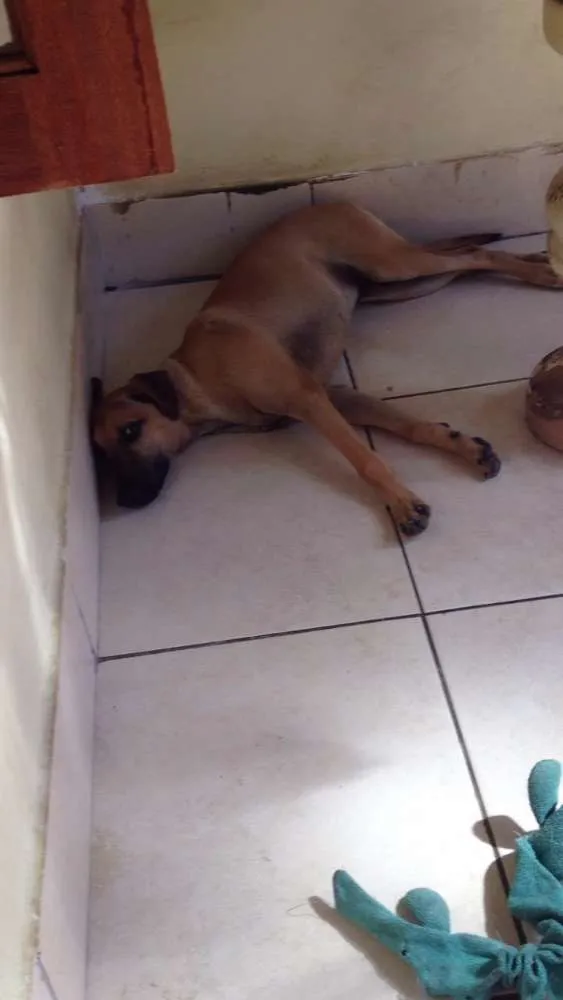 Cachorro ra a Srd idade 7 a 11 meses nome Ceu