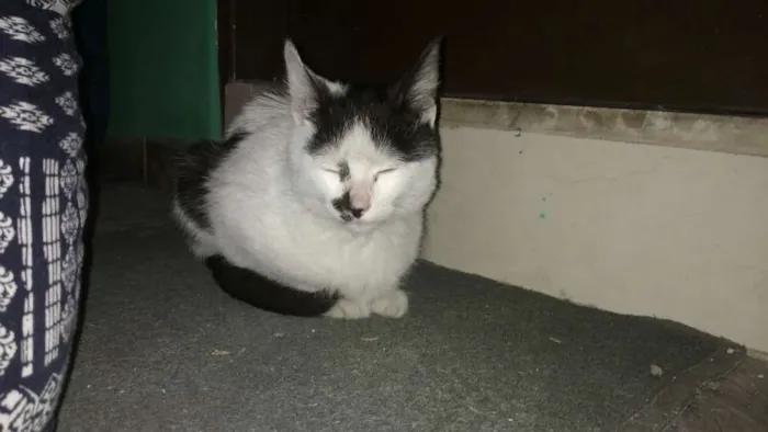 Gato ra a Srd idade 2 a 6 meses nome Floquinho