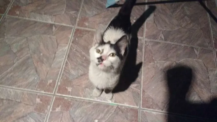 Gato ra a Srd idade 2 a 6 meses nome Floquinho