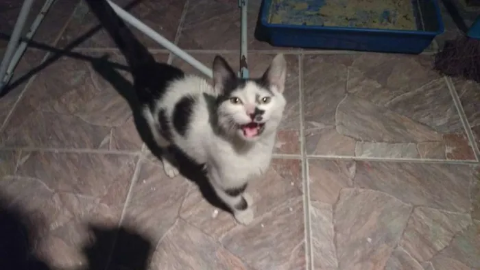 Gato ra a Srd idade 2 a 6 meses nome Floquinho