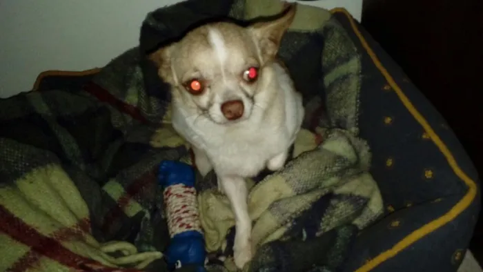 Cachorro ra a Chiuaua  idade 5 anos nome Bento (Chiuaua )