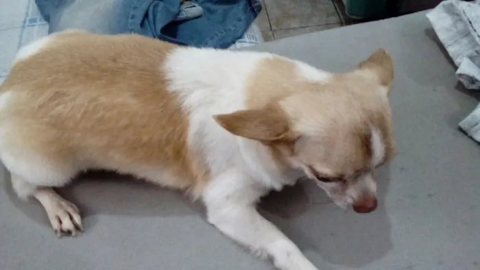 Cachorro ra a Chiuaua  idade 5 anos nome Bento (Chiuaua )
