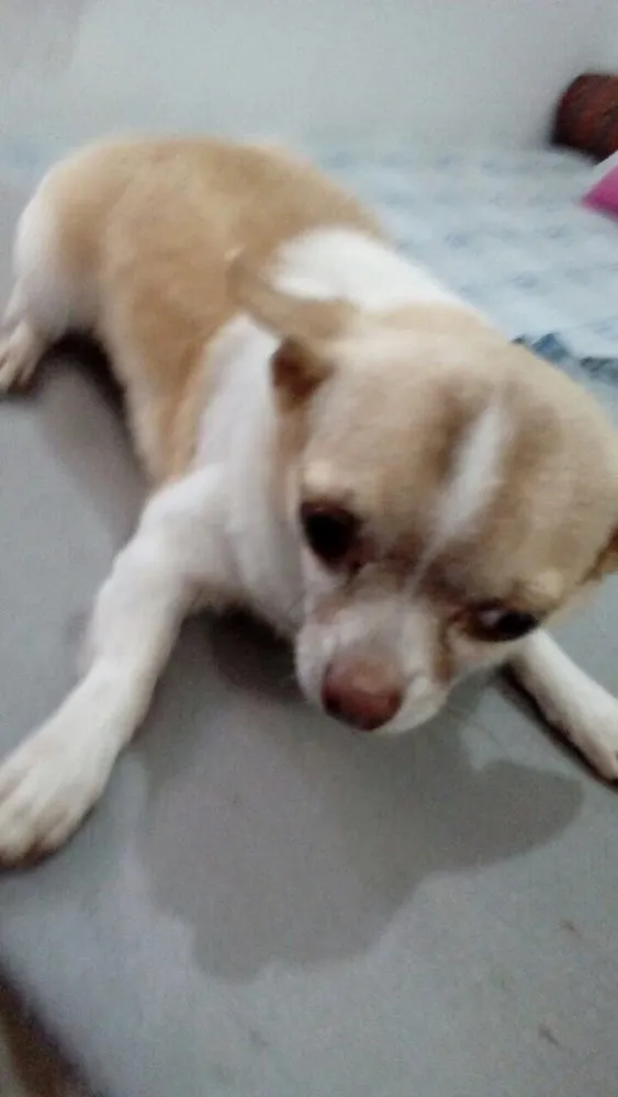 Cachorro ra a Chiuaua  idade 5 anos nome Bento (Chiuaua )