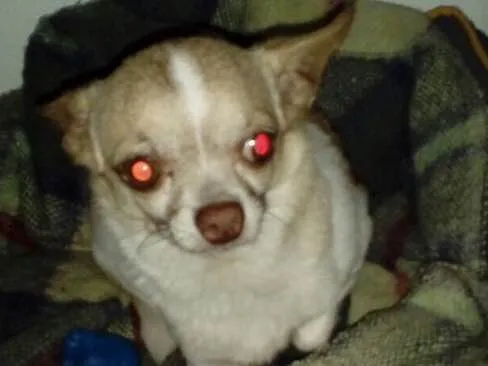 Cachorro ra a Chiuaua  idade 5 anos nome Bento (Chiuaua )