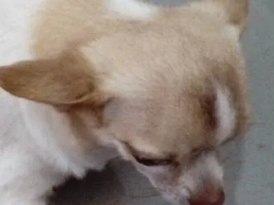 Cachorro ra a Chiuaua  idade 5 anos nome Bento (Chiuaua )